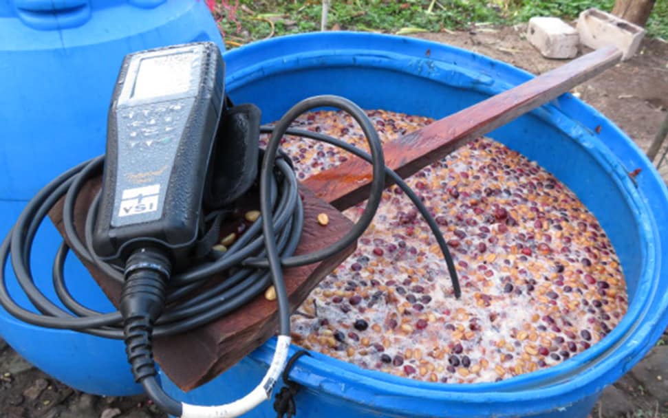 Measuring the progress of a test batch of coffee fermenting in Guatemala with the aid of inoculated yeasts provided by Lucia Solis of Scott's Lab.
