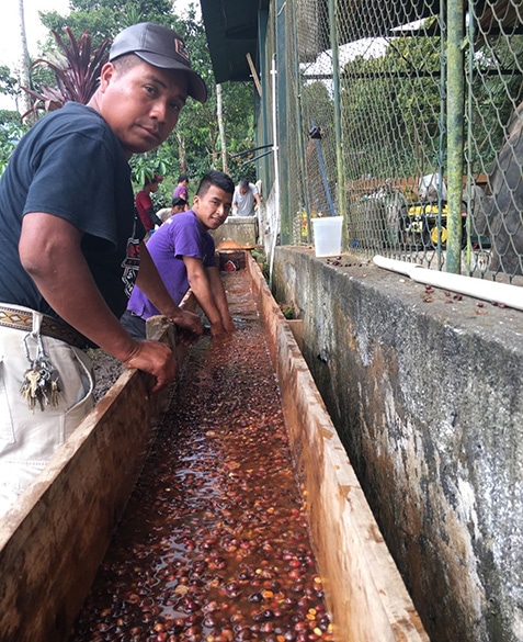 Floating cherries to separate less dense coffee.