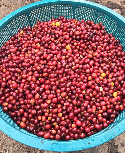 A fresh collection of cherries from the Blue-bird section.