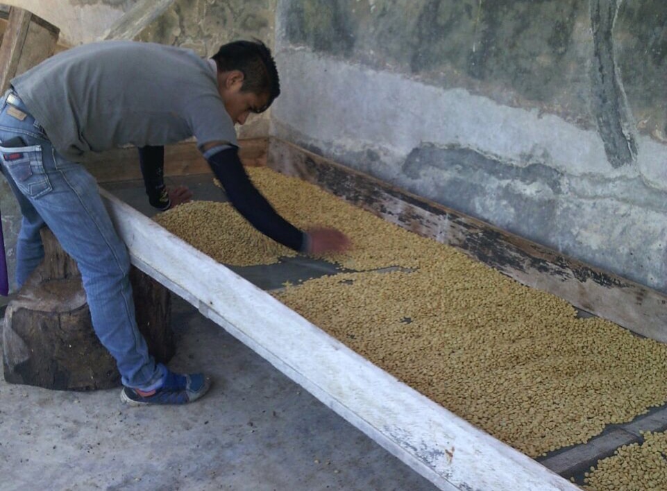 Drying the coffee on raised beds.