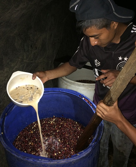 Adding yeast to the fermentation barrel.