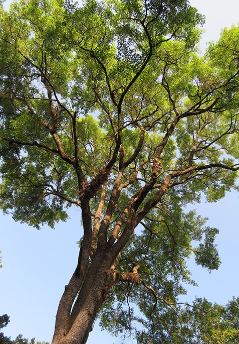 Coffee in Ethiopia is grown in the middle of the forest with a beautiful cover of huge trees.