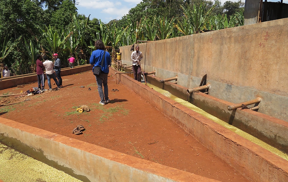 Washing channels at Hallo Faufate washing station in Gedeb, Gedeo.