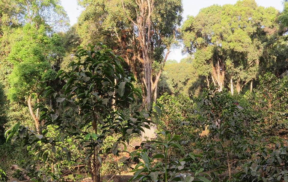 A morning walk through the Guji Highlands farm was peaceful and full of birdsong.