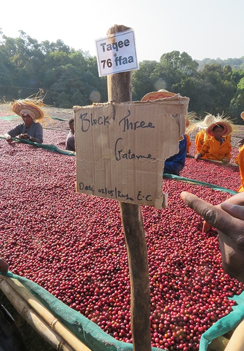 At some collection stations, we'd see tables divided into "blocks." Questions about these markings and how they were traced through to export weren't usually answered with much clarity.