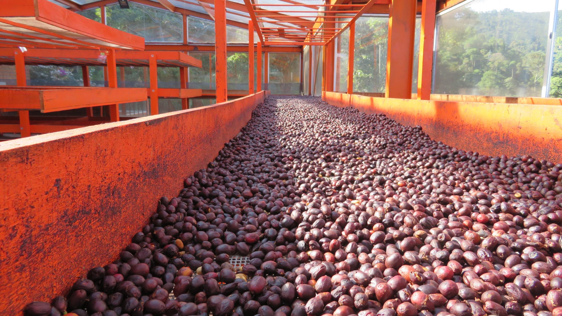The Roldan family at Finca Santa Elena took a large amount of risk by deciding to dry coffee using the natural process in a solar drying using fans powered with biofuel.