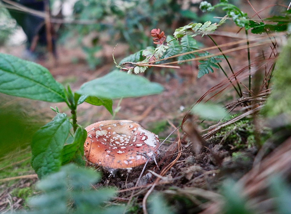Image from a native forest region where we collected soil samples to observe healthy soil microbiology.