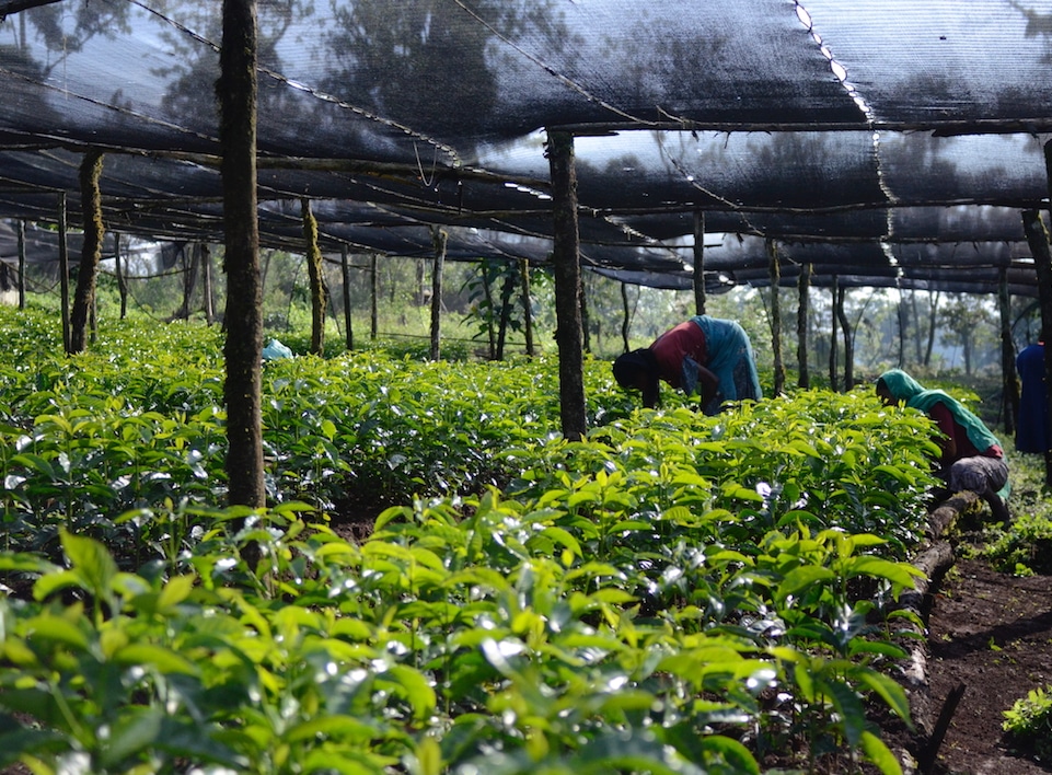 People tend to coffee plants in a nursery.