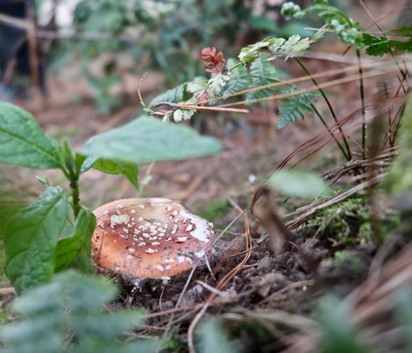 A red mushroom grows up from the earth.
